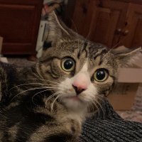 Hesketh (@hesketh28925039) 's Twitter Profile