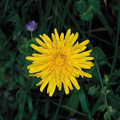 ProjectDandelion Profile