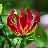 Flame Lily (@flamelily83) 's Twitter Profile