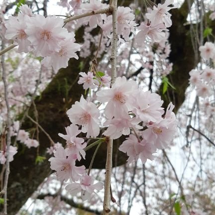 あけ　(Ake)さんのプロフィール画像