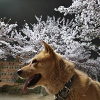 하끼 (@hakki313) 's Twitter Profile