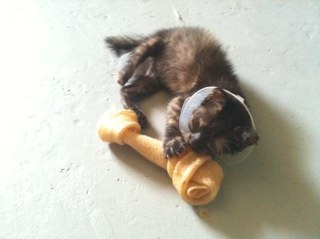 OmcatSG's profile picture. Overt animal rescuer. PhD candidate. Co-founder @SGFleamania. #Vegetarian. #Mystic. Follower of #Xunzi. Forget #Mencius. Homosapiens can't be innately good.