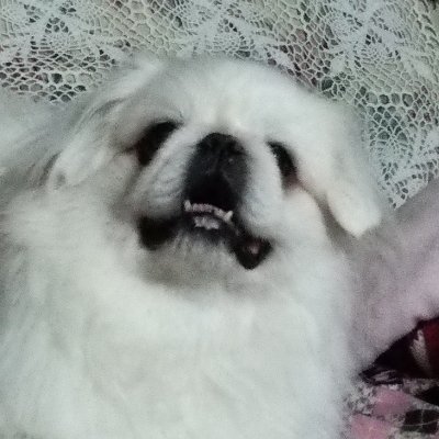 0CTVuwOFDbGD8zs's profile picture. ﾊﾟｸﾞ・太郎：1991.12.3~2004.2.6🌈
ﾍﾟｷﾆ‐ｽﾞ・光太郎：2004.12.3~2020.1.31🌈
ﾍﾟｷﾆｰｽﾞ・福：2024.12.19〜✨　2025.2.16〜

ﾗｲﾝｽﾀﾝﾌﾟ
https://t.co/Aiox3bzv4x