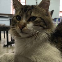 KriptoMan (@sadecekripto1) 's Twitter Profile