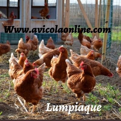 AvicolaOnline's profile picture. Operador avícola. Pasión por la avicultura productiva. Welfare animal. @AvicolaOnline