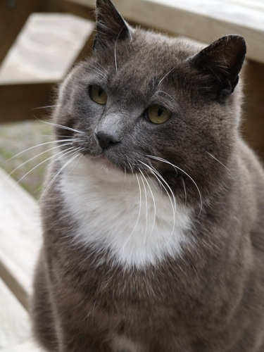 bertie_cat's profile picture. I am a cat. People came to visit me at my farmhouse retreat, eat very lovely food & do lots of relaxing & gazing at the lovely views OTRB 16 Sep 2018