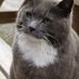 Bertie Cat 🌈 (@bertie_cat) Twitter profile photo