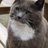 bertie_cat's profile image