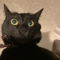 kumyama 奨学金はチャラに (@kumyamama) 's Twitter Profile