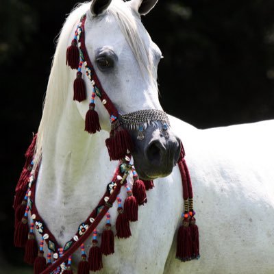 سعيد ال بحيح المري 🇶🇦