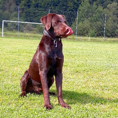 AliyahBerndt's profile picture. 🐶𝐋𝐚𝐛𝐫𝐚𝐝𝐨𝐫♂️
🐾𝟓 𝐲𝐞𝐚𝐫𝐬 𝟏𝟔.𝟎𝟒.𝟐𝟎𝟏𝟔 
🏡𝐌ü𝐡𝐥𝐡𝐚𝐮𝐬𝐞𝐧/𝐓𝐡ü𝐫𝐢𝐧𝐠𝐞𝐧/𝐆𝐞𝐫🇩🇪