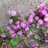 ふじい (@huzi_i12) 's Twitter Profile Photo