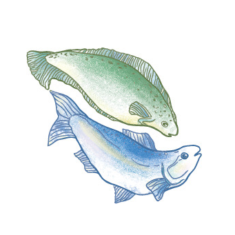 Want to learn about #sustainablefood ? We bring you articles written by researchers, interviews with leading thinkers and explainers on key terms 🐟