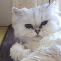 ゆきこ111222 (@nyanko_yukitty) 's Twitter Profile