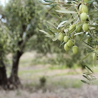 MOHAMMADNOUR_B's profile picture. وأحببت فيك شموخ النخيل* 
وصبر التراب وطيب الثمر**

وأحببت فيك عطاء الغيوم* 
وبذل النفوس كموج البحر