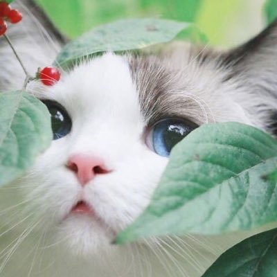 OPEN ft.ปลาเหลือง 🐠 ชั่วคราวさんのプロフィール画像