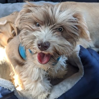 Havanese/Yorkie/Lhasa Apso x. Adventure puppy and snuggle ambassador. Check out my YouTube channel: https://t.co/1rWJManSZC