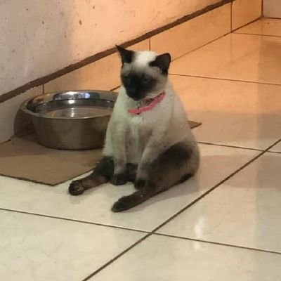 Sorbet888's profile picture. 🚫AI