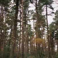 forestryhour (@forestryhour) 's Twitter Profile Photo forestryhour (@forestryhour) 's Twitter Profile Photo