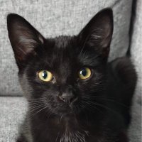 Nina (@feckingwizard) 's Twitter Profile