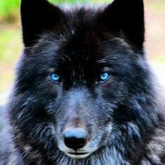 welcome to my ad account, I'm 23, male, black wolf with blue eyes, sub, gay, if I let u follow me, don't leave me on pending, no minors, 18+