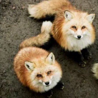 Fiesa_Fuks's profile picture. 