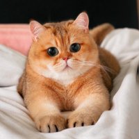 E L V I S • The Toasted Prince (@toastedelvis) 's Twitter Profile