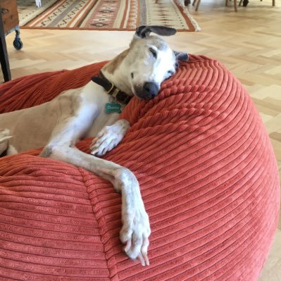 blueplasticbiro's profile picture. 