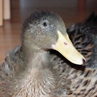 Freddie Robinson - @Wonder_Duck Twitter Profile Photo