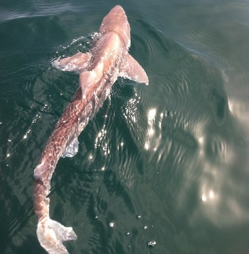 Fish_biologist's profile picture. Fish biologist currently using hydroacoustics to monitor lake/reservoir fish populations.
