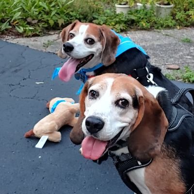 Two beagles and a cat who thinks he's a beagle.