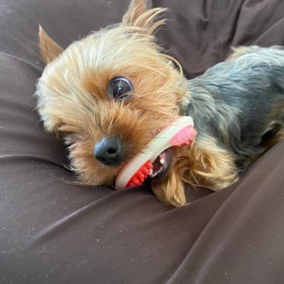 凪 犬好き 最近毎日朝5時過ぎに散歩行ってる 眠いししんどいけど この時間は車も少ないし涼しいし 犬の散歩にはもってこい の時間帯だからやめられない 凪 犬好き 最近毎日朝5時過ぎに散歩行ってる 眠いししんどいけど この時間は車も少ないし涼しいし 犬の散歩にはもってこい の時間帯だからやめられない