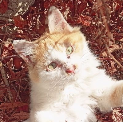 猫ちゃん大好き！マンチカンとかスコティッシュとか他色々！！気ままにエサやりしてまーす!!猫大好きな人は絶対フォローしてね!!( ｀・∀・´)ﾉﾖﾛｼｸ