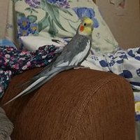 ゆい&オカメインコ (@3ypnx7fobpgq7kc) 's Twitter Profile