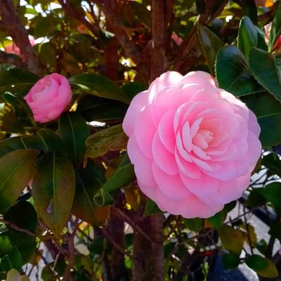 頑張るちーままEnglishのプロフィール写真