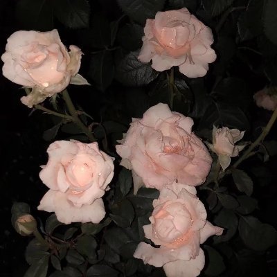 n_skrrr's profile picture. "The most pitiful people are those who are open and deep in it."