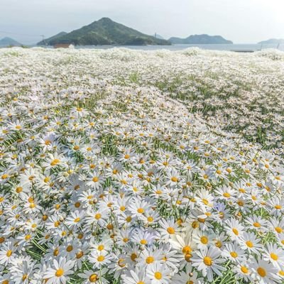 @mayasa_10000000