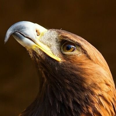 hayate724GSX131's profile picture. たまに落ち込んだりもするけど、わたしは元気です🤭