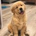 Defi_pup (@defi_pup) Twitter profile photo