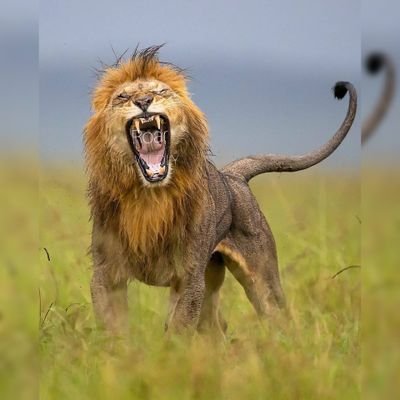 RoarWildly Profile Picture