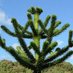 Araucaria Araucana (@araucariaarauc1) Twitter profile photo Araucaria Araucana (@araucariaarauc1) Twitter profile photo