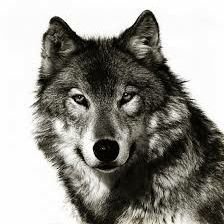 guillermogjar2k's profile picture. 