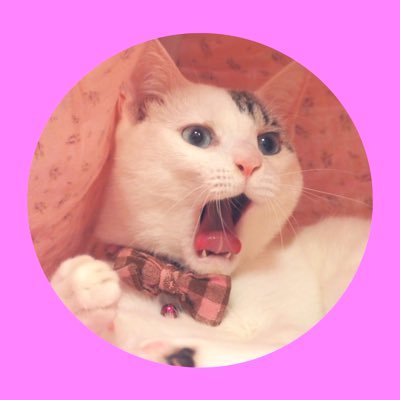 choco8mint4_32's profile picture. ❁⃘きじしろちょこ♂ ❁⃘しろねこみんと♂ ❁⃘しろねこらて♀🐱🐱🐱いいね、フォロー、RT喜びます😻😻😻 画像、動画の無断転載禁止にゃ🙅🏼‍♀️🆖ねこにすと🐱