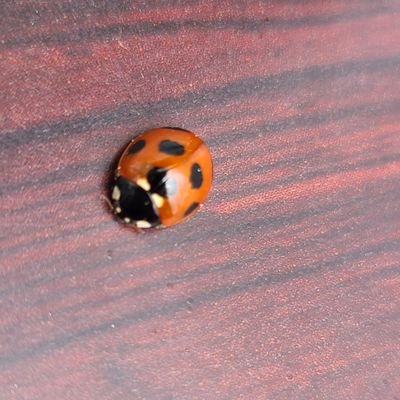 yui0621AAA's profile picture. 奈良