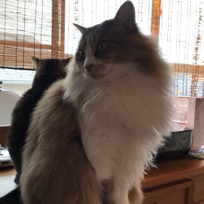 lottalotta84's profile picture. ネコ飼ってます。2匹。キジトラのシマちゃん(♂)と長毛のトムちゃん(♂)。どちらも三毛猫から生まれた兄弟です。 本と猫とディズニーと美術展と、そしてお菓子のことしか呟きません。きっとたぶん。