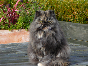 PandaCattery's profile picture. We take pride in giving your cat the individual care and attention it needs in his or her home away from home.