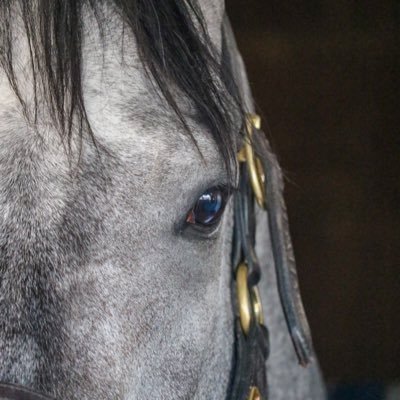 MidnightHill's profile picture. Obsessed by all things that have to do with horses, particularly Thoroughbred pedigrees and racing history.