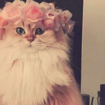 szImPJnAvtc9MBh's profile picture. ‏‏‏‏انا وحدي بحلا خمرا مباح 😍