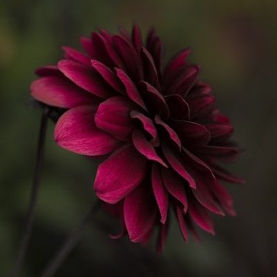 黒蝶 こくちょう ダリア keddhalia Twitter 黒蝶 こくちょう ダリア keddhalia Twitter