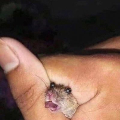 mooneyshine69's profile picture. twerp